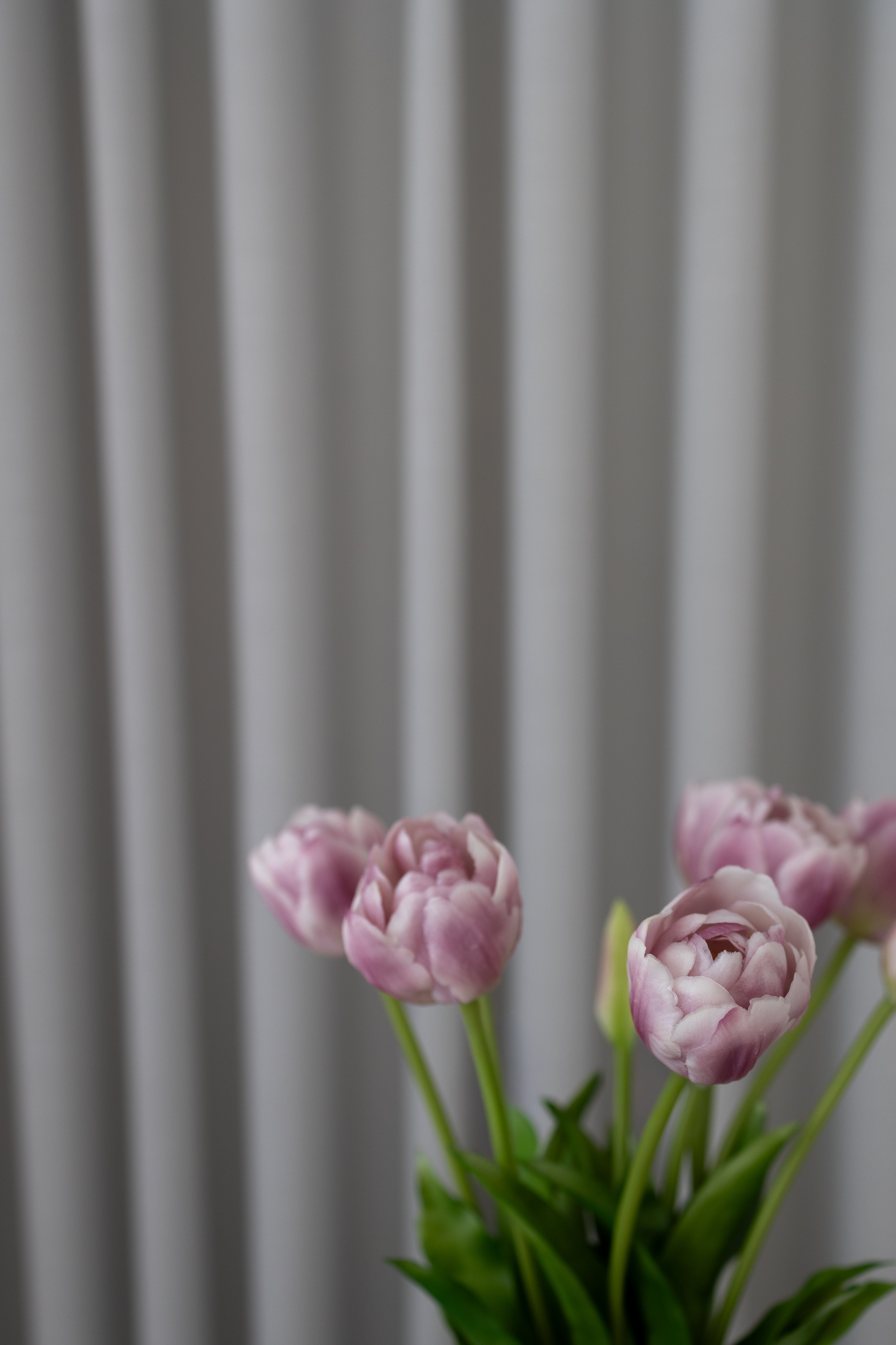 Lilla Tulipanbuket – 2 Bundter