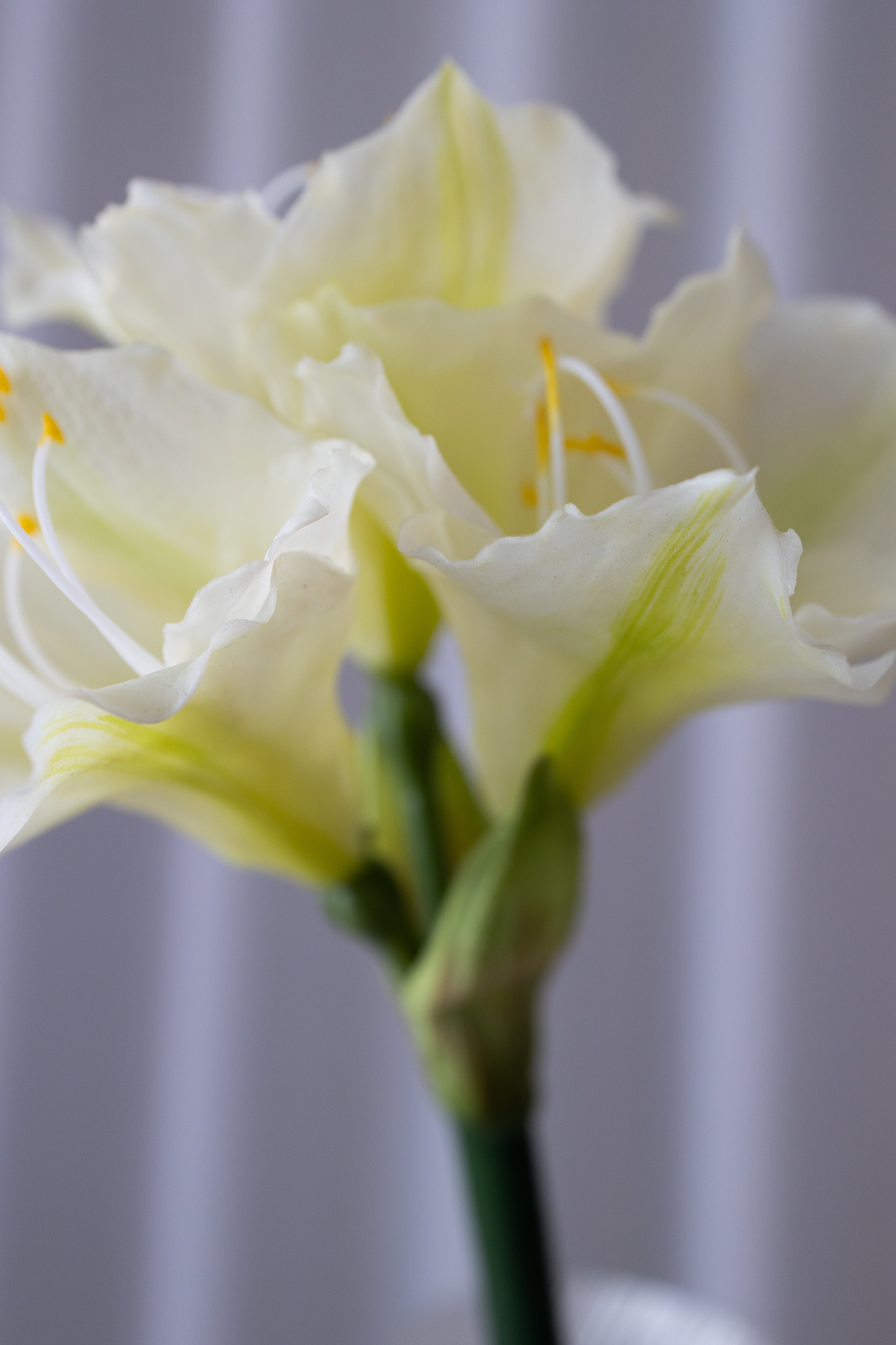 Artificial Amaryllis - White
