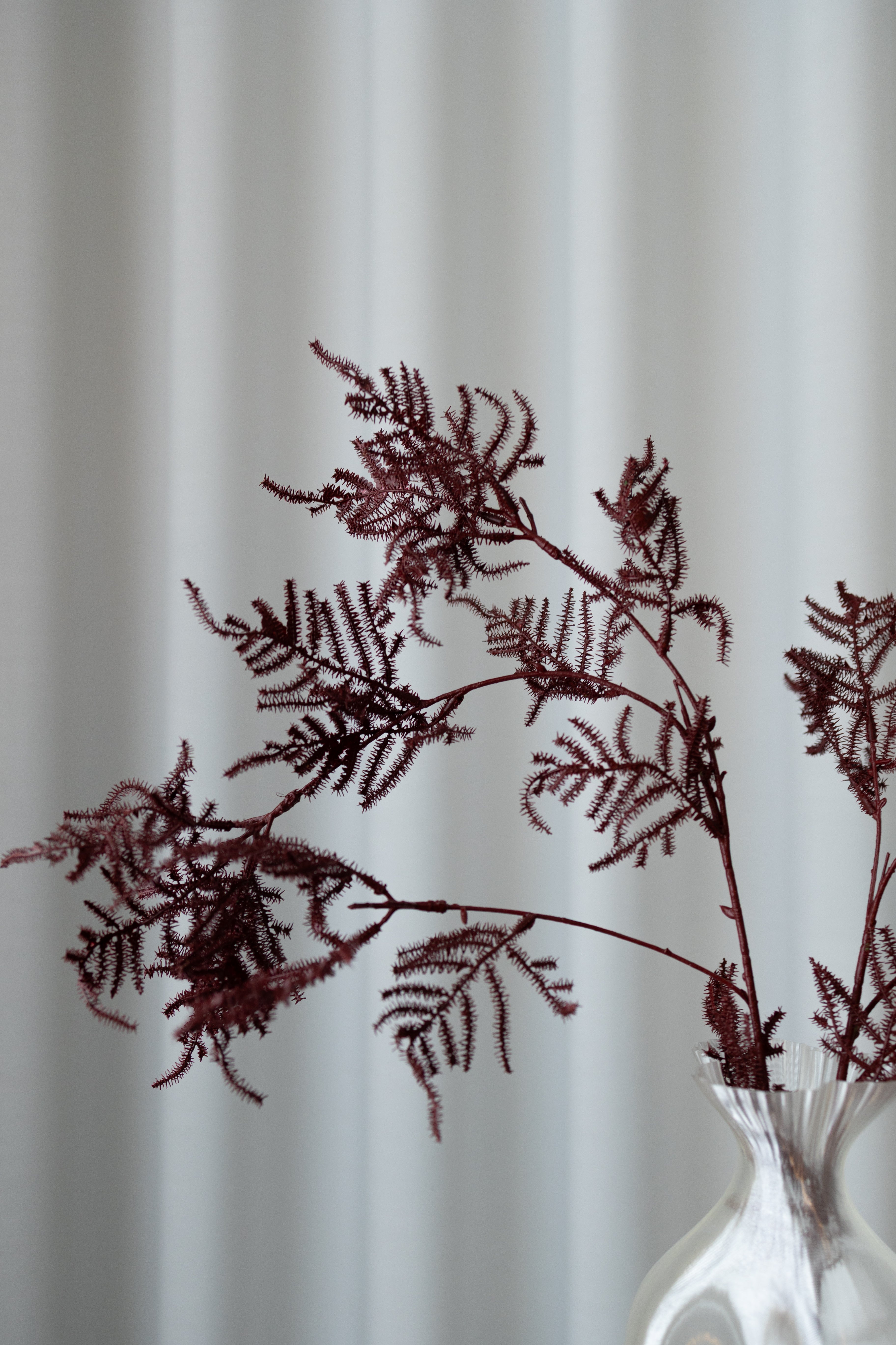 naturtro Asparagus - Bordeaux