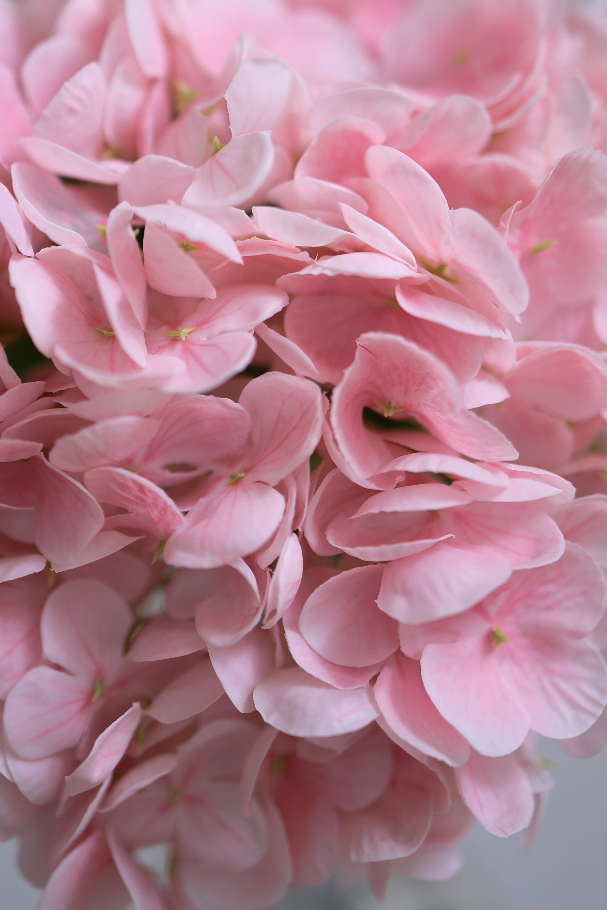 Girls lift girls Buket