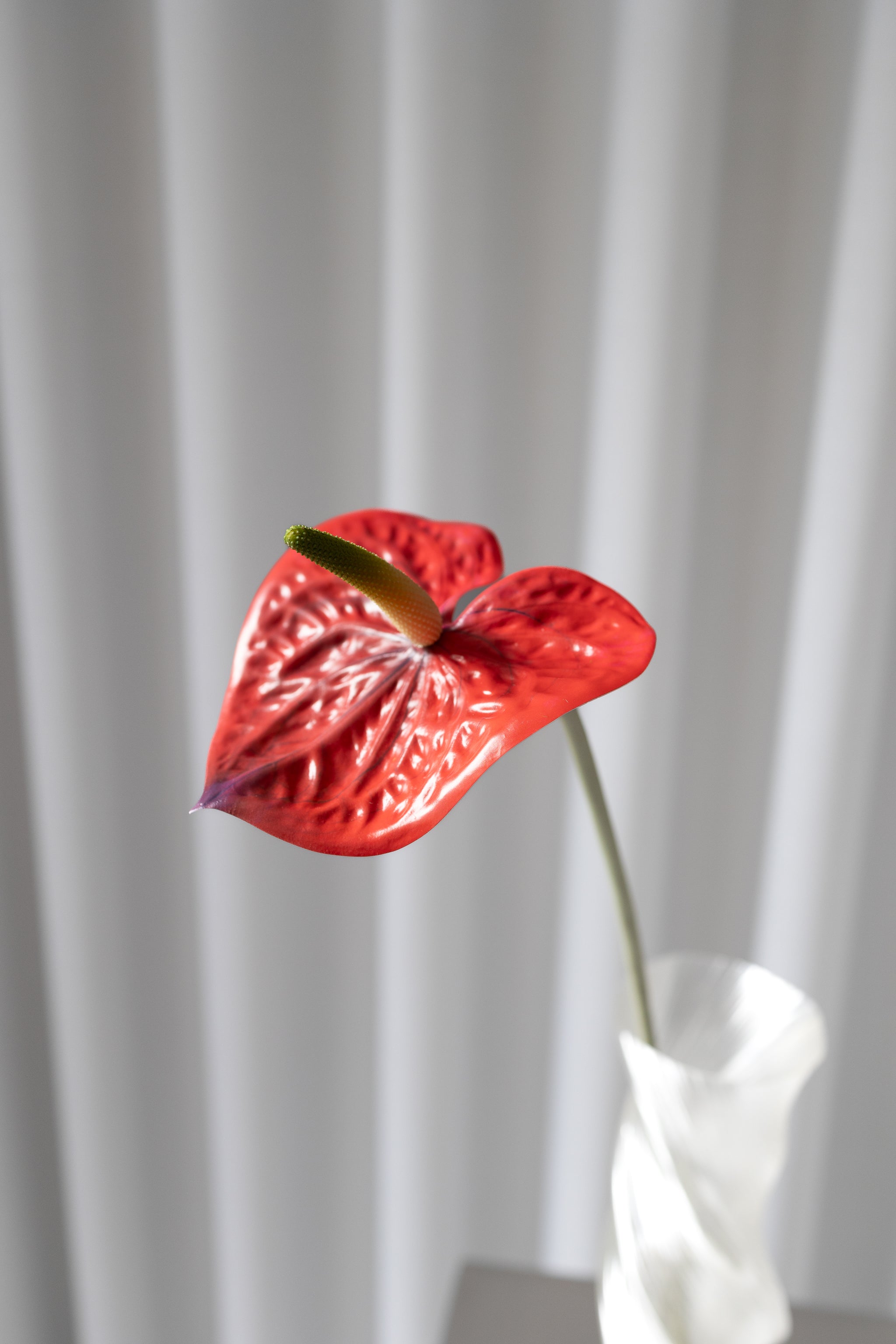 aglaonema air purifying Aglaonema Anjamanee Red – Indoor Low Maintenance Air Purifying Plant main image 1