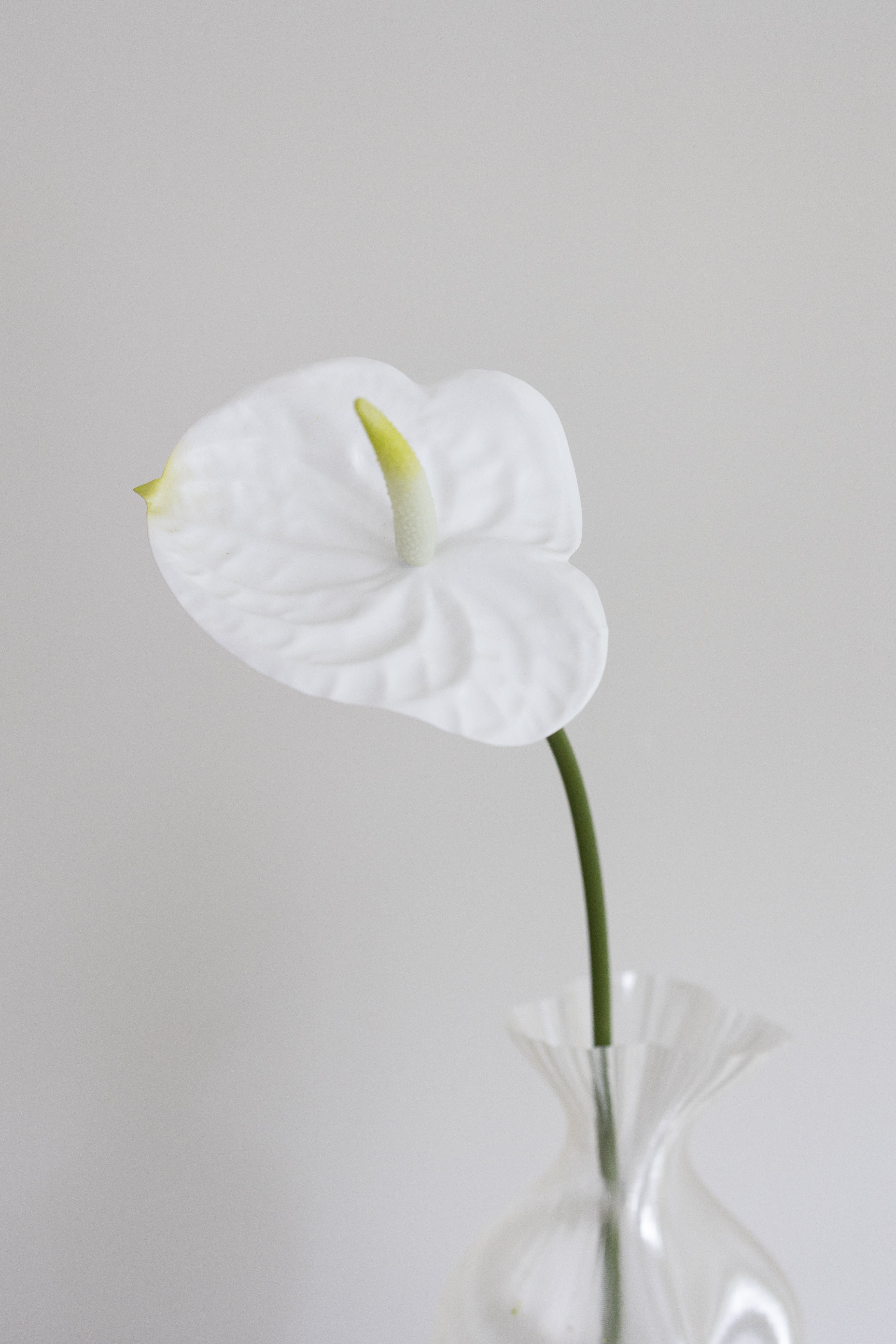 Artificial Anthurium - White