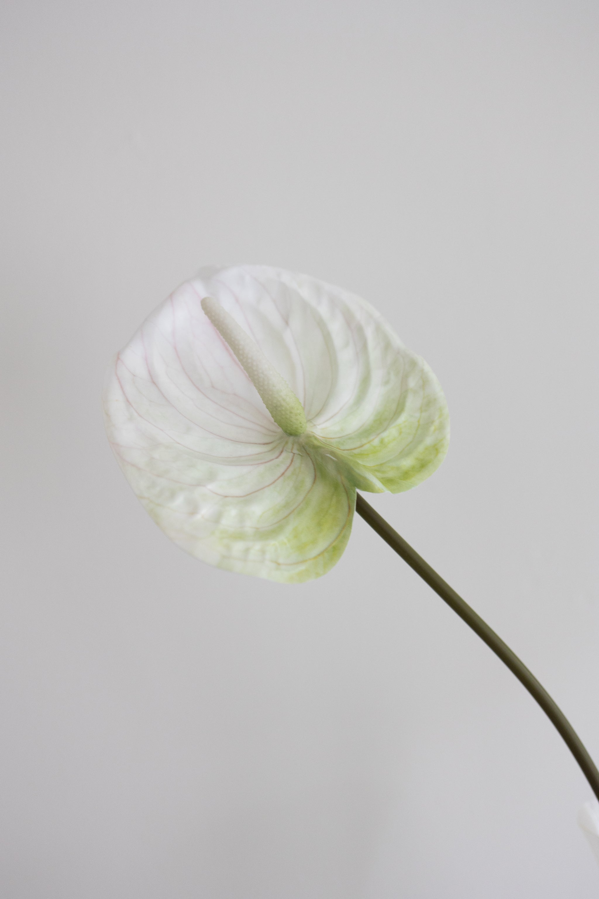 anthurium artificiel Artificial Anthurium
