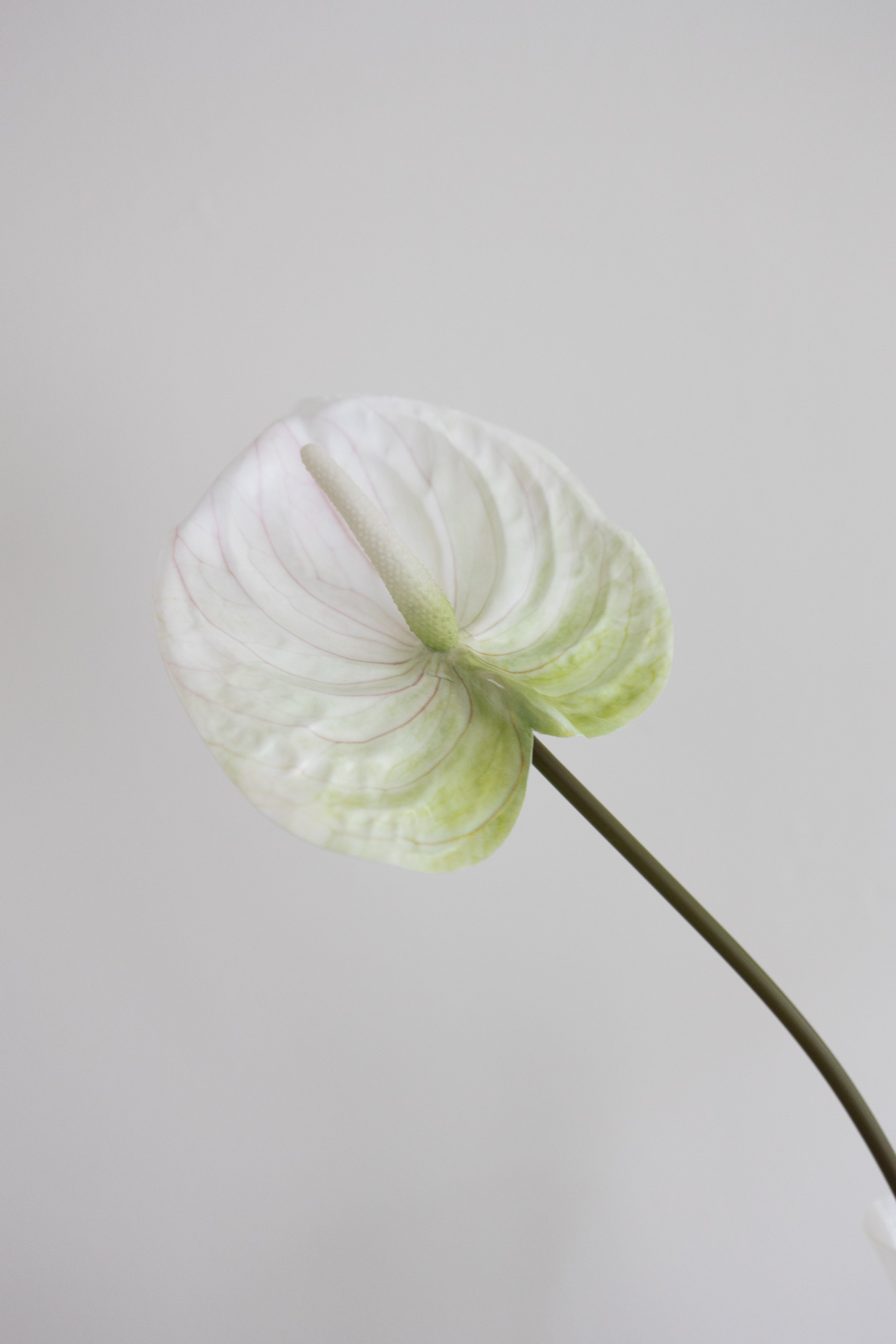 Artificial Anthurium