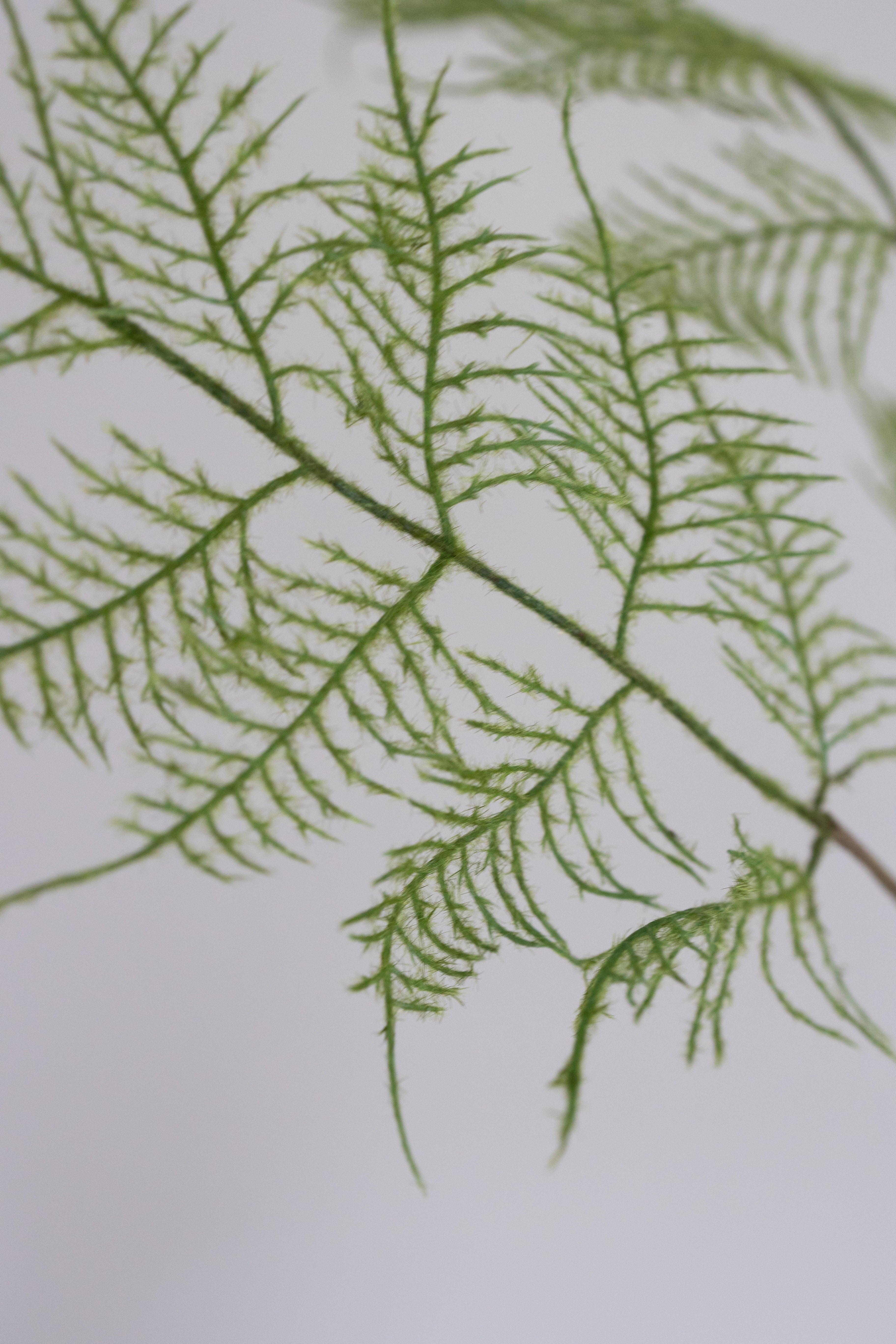Artificial Fern Plant