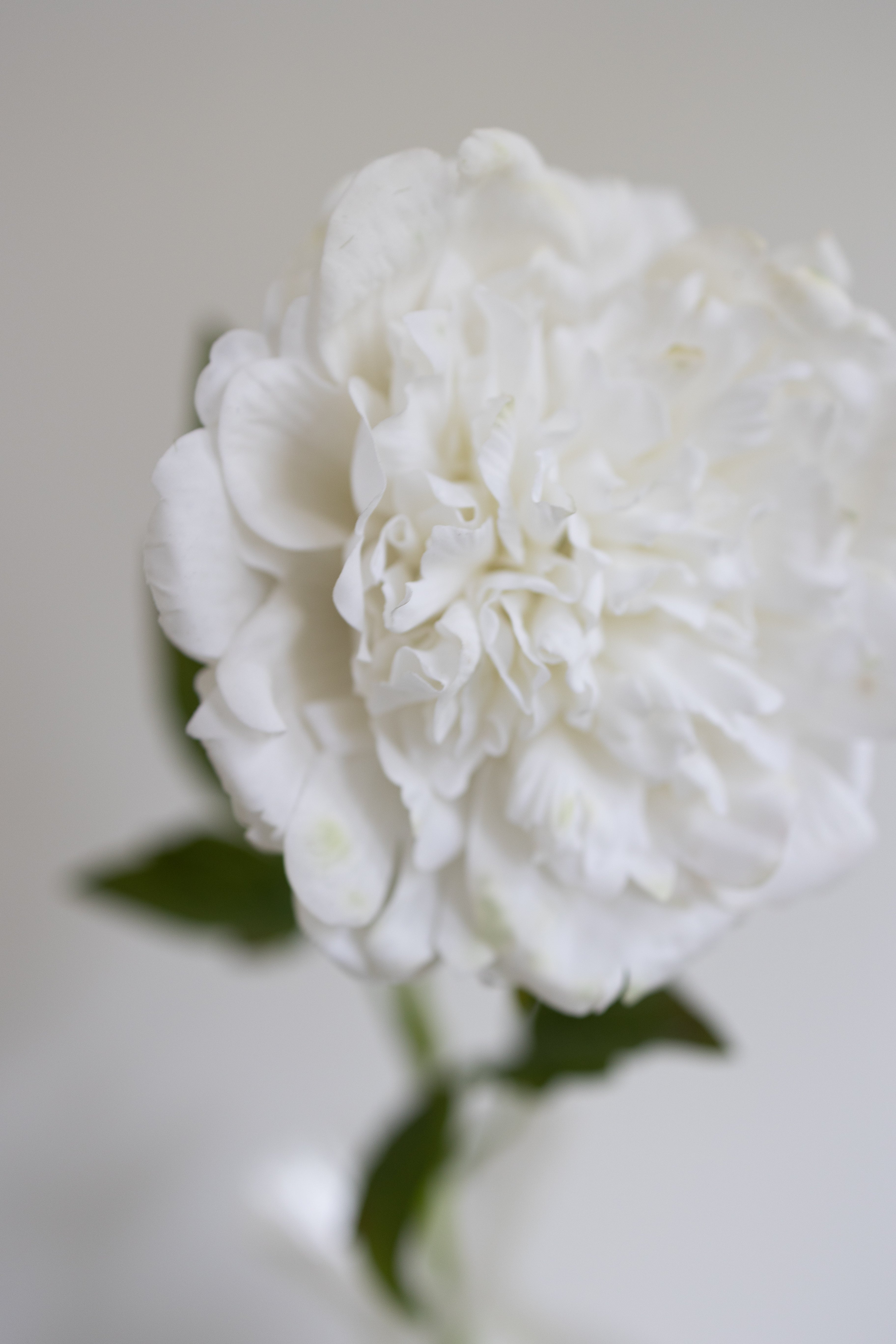 Artificial Peony - White