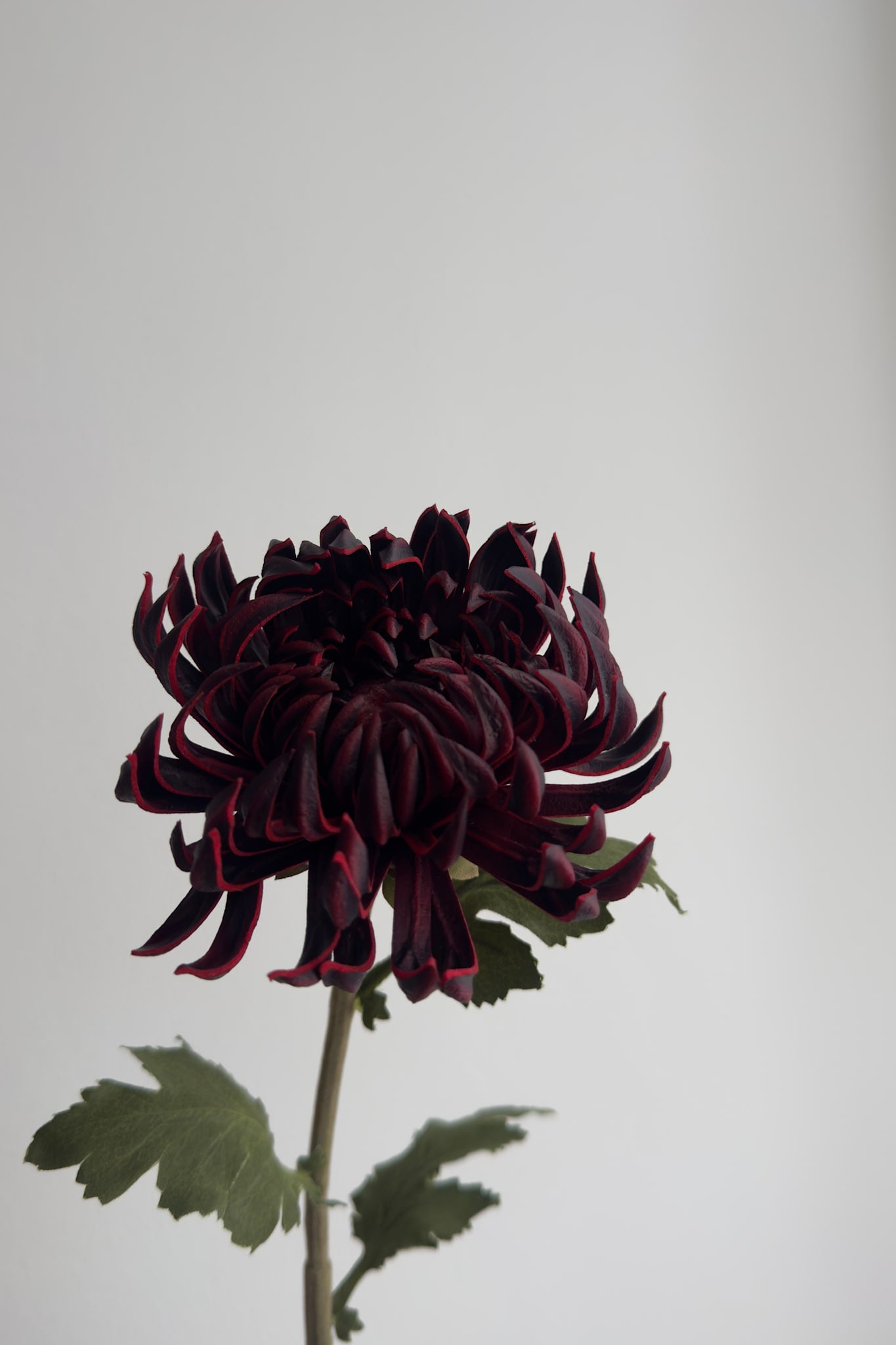 Kunstig Kaktus Dahlia – Bordeaux