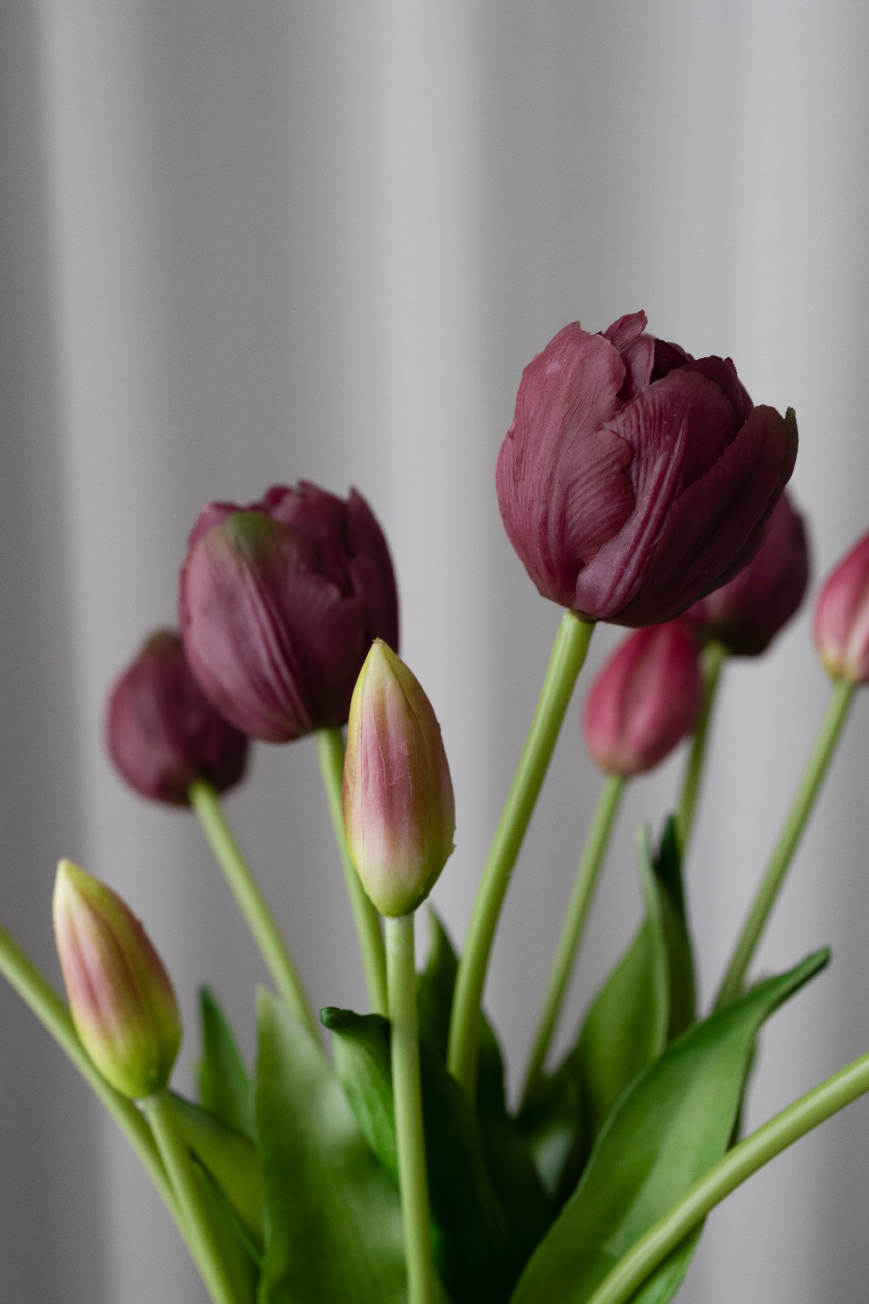 Bordeaux Tulip Bouquet - 3 Bundles