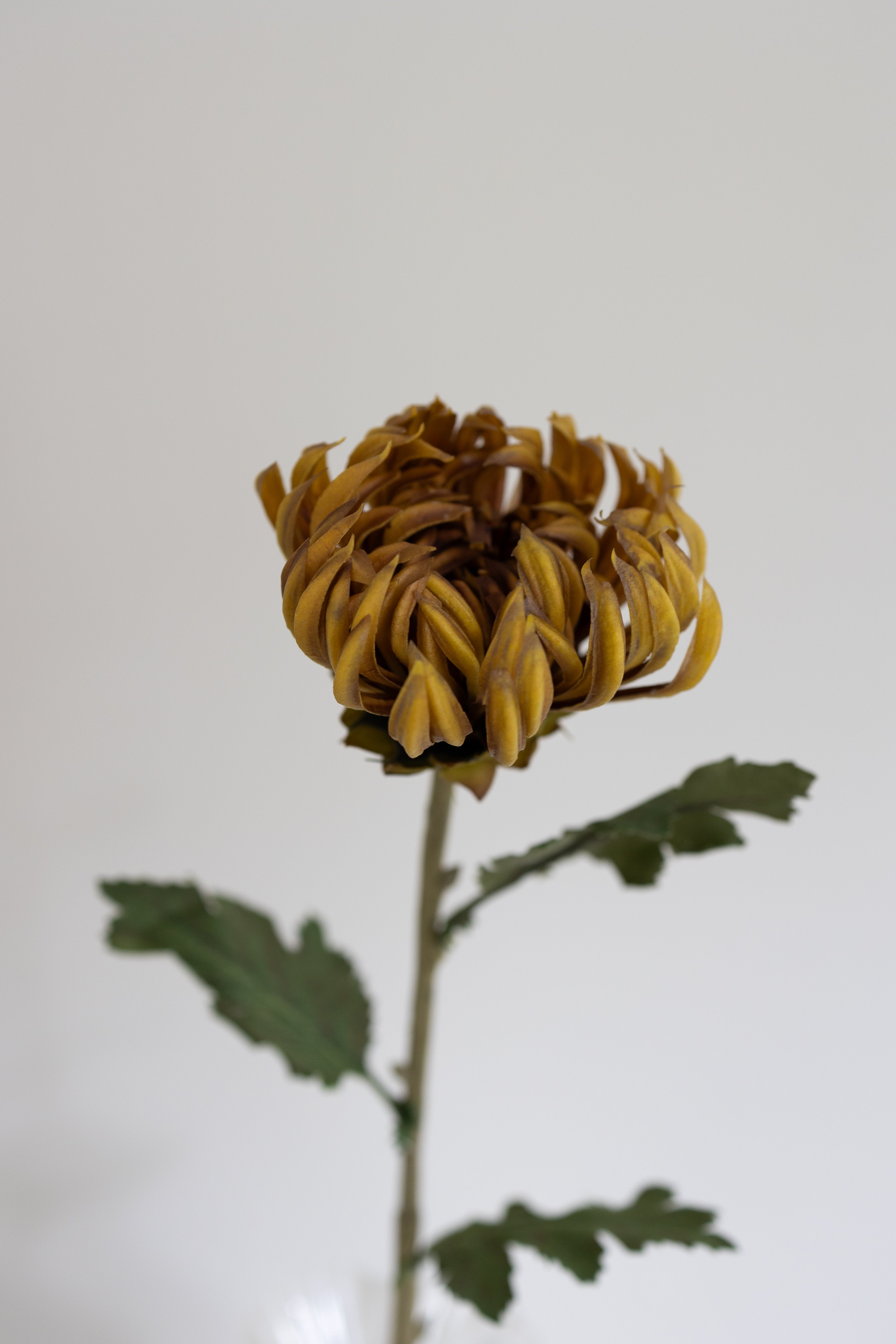 Kunstig Kaktus Dahlia Støvet