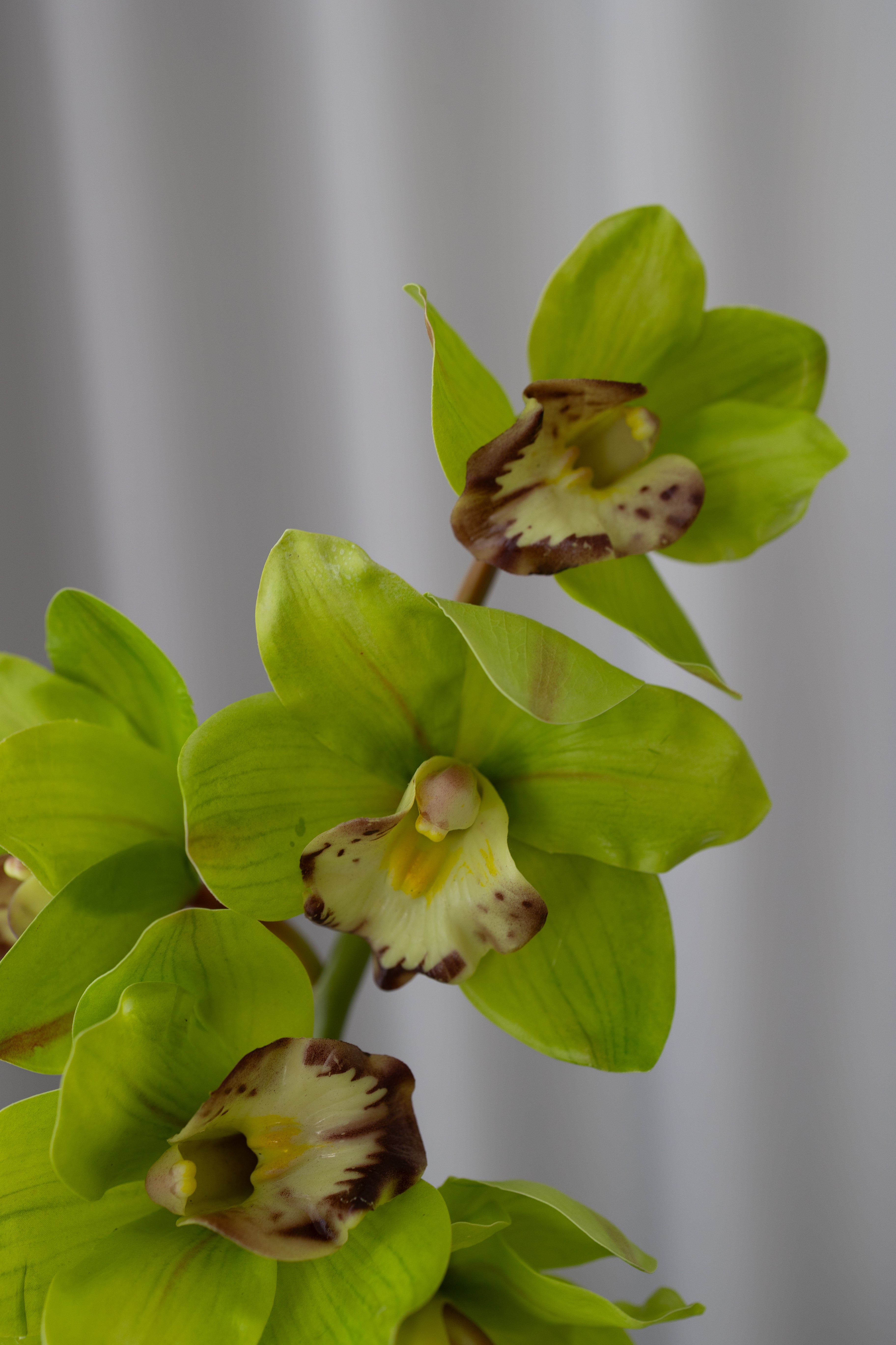 Artificial Lifelike Cymbidium 6 Heads Green