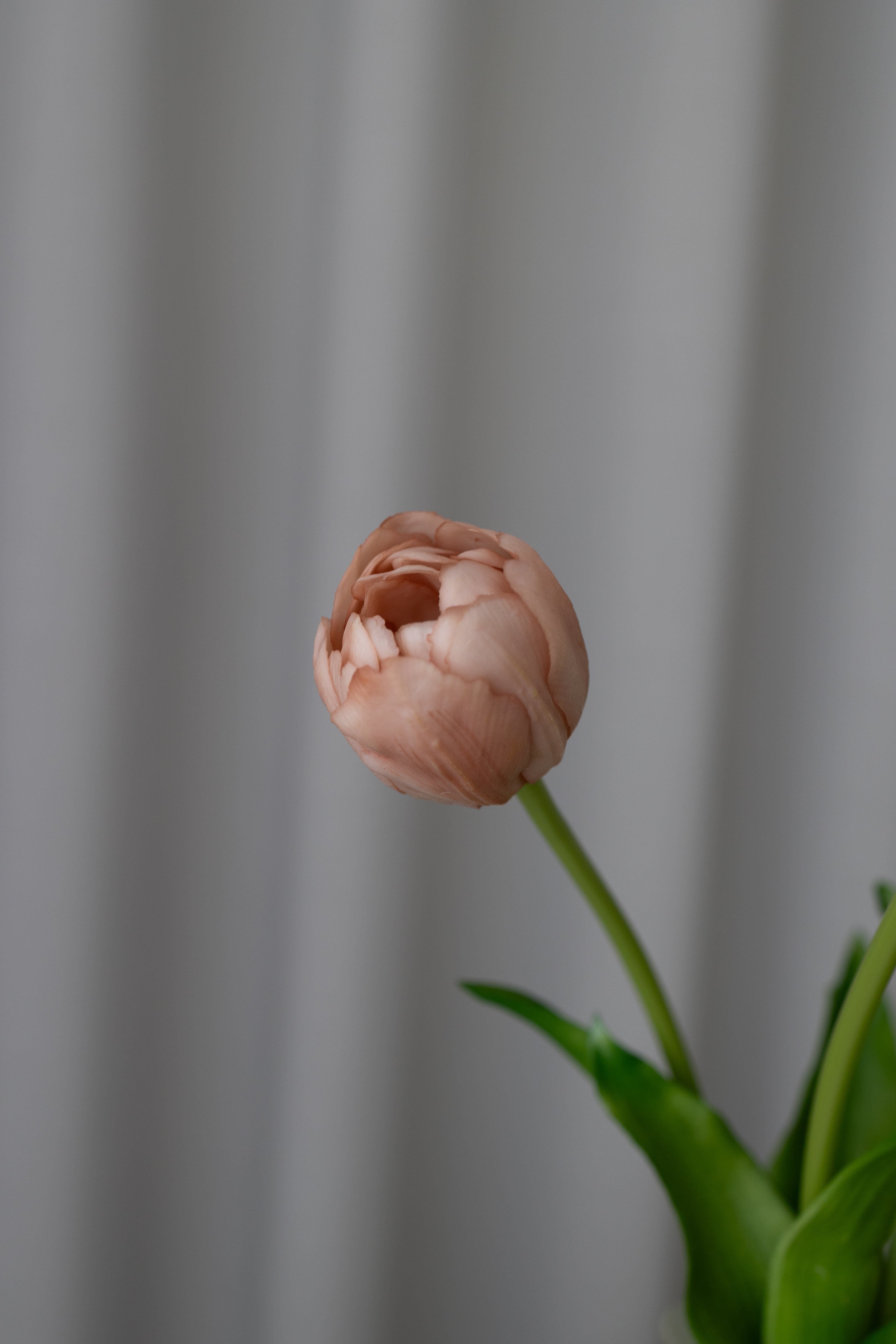 Kunstige Fyldte Tulipaner - Beige