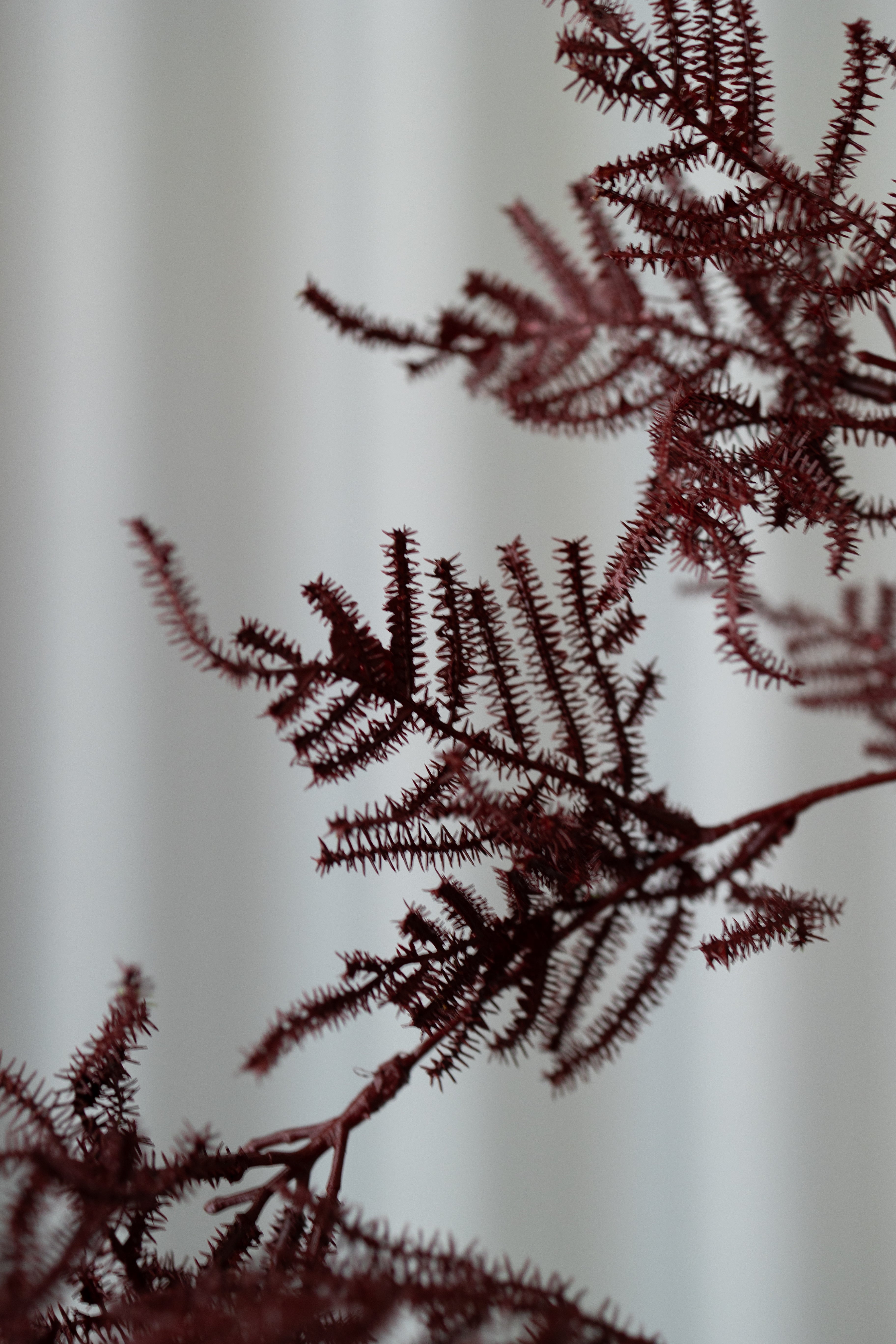 naturtro Asparagus - Bordeaux