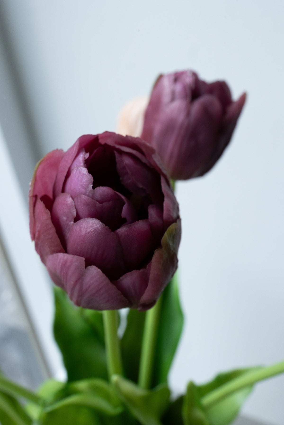 TULIP ROUGE NO. 3 BUKET