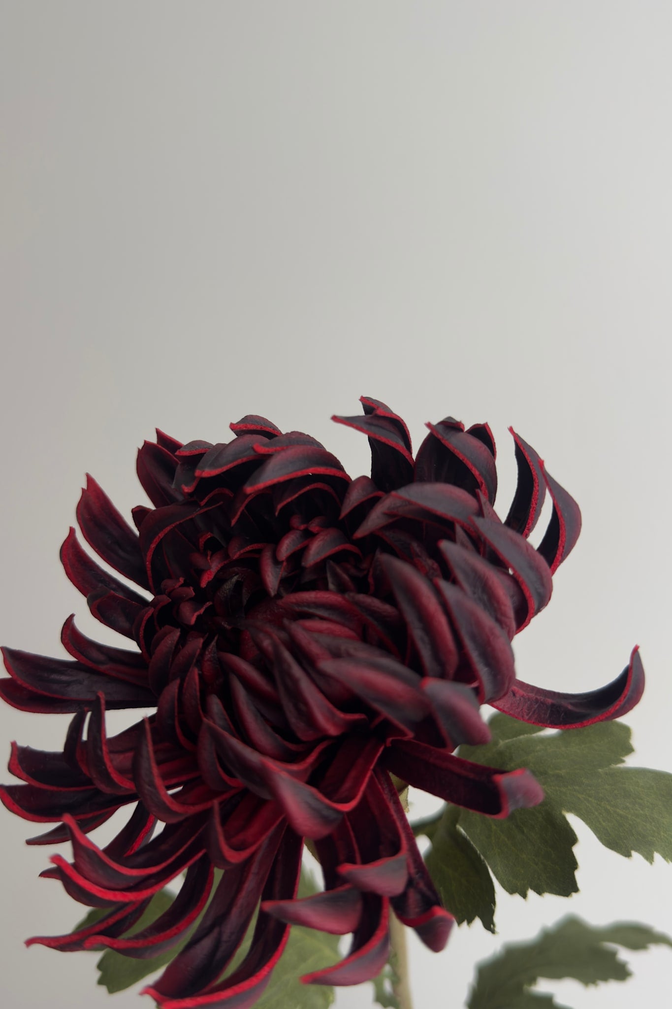  Kunstig Kaktus Dahlia – Bordeaux 