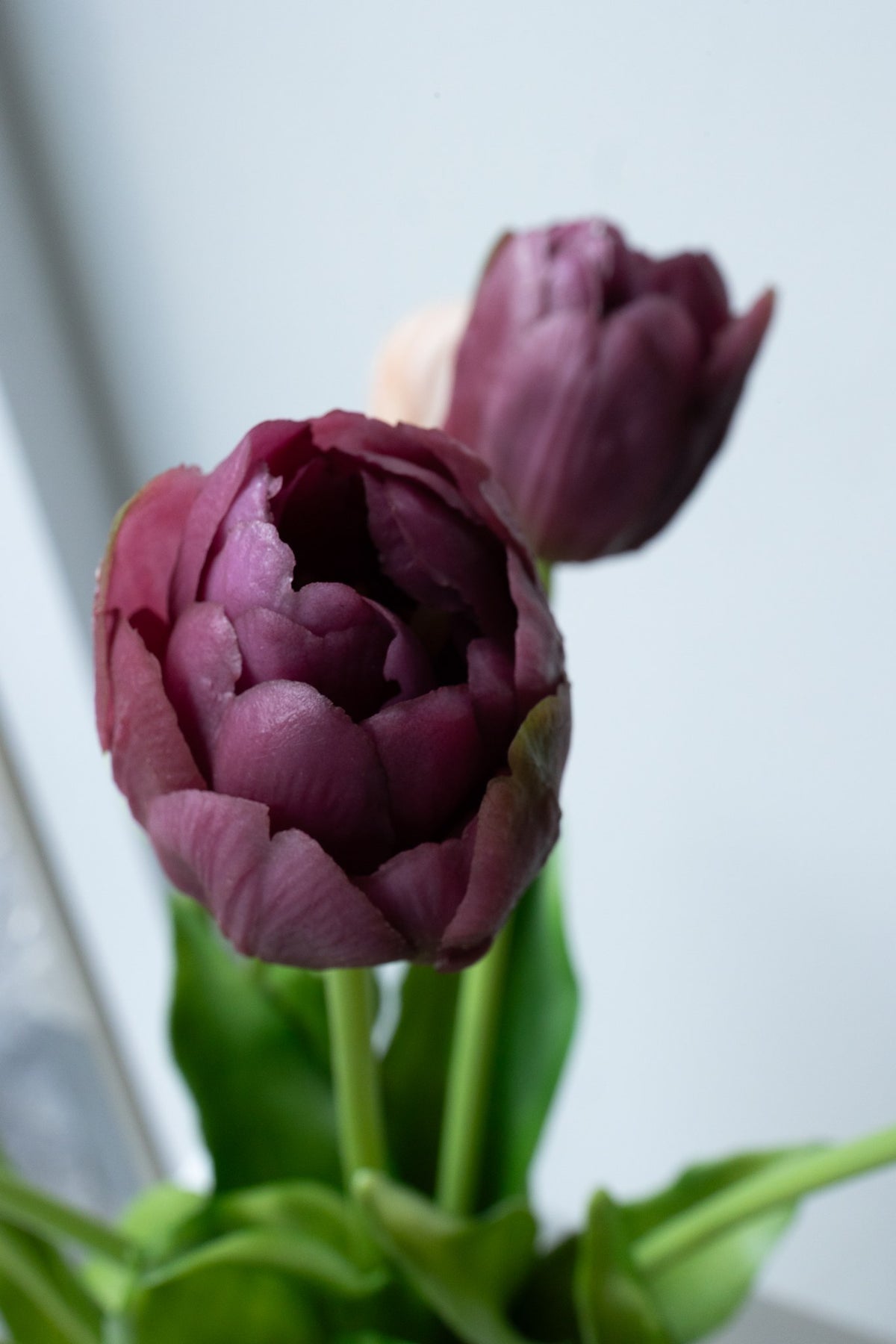 TULIP ROUGE NO. 1 BOUQUET