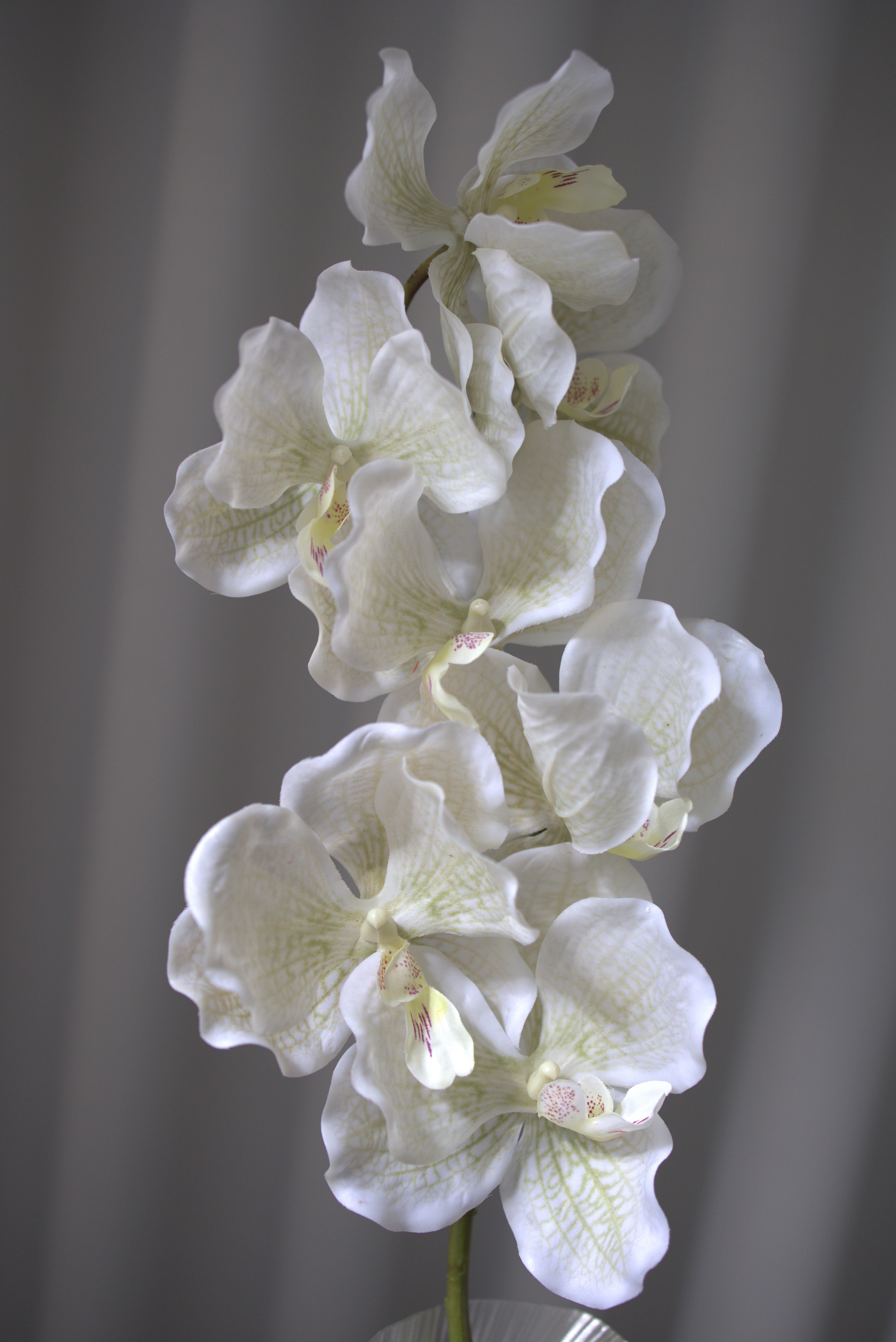 Artificial Orchid - Cloud