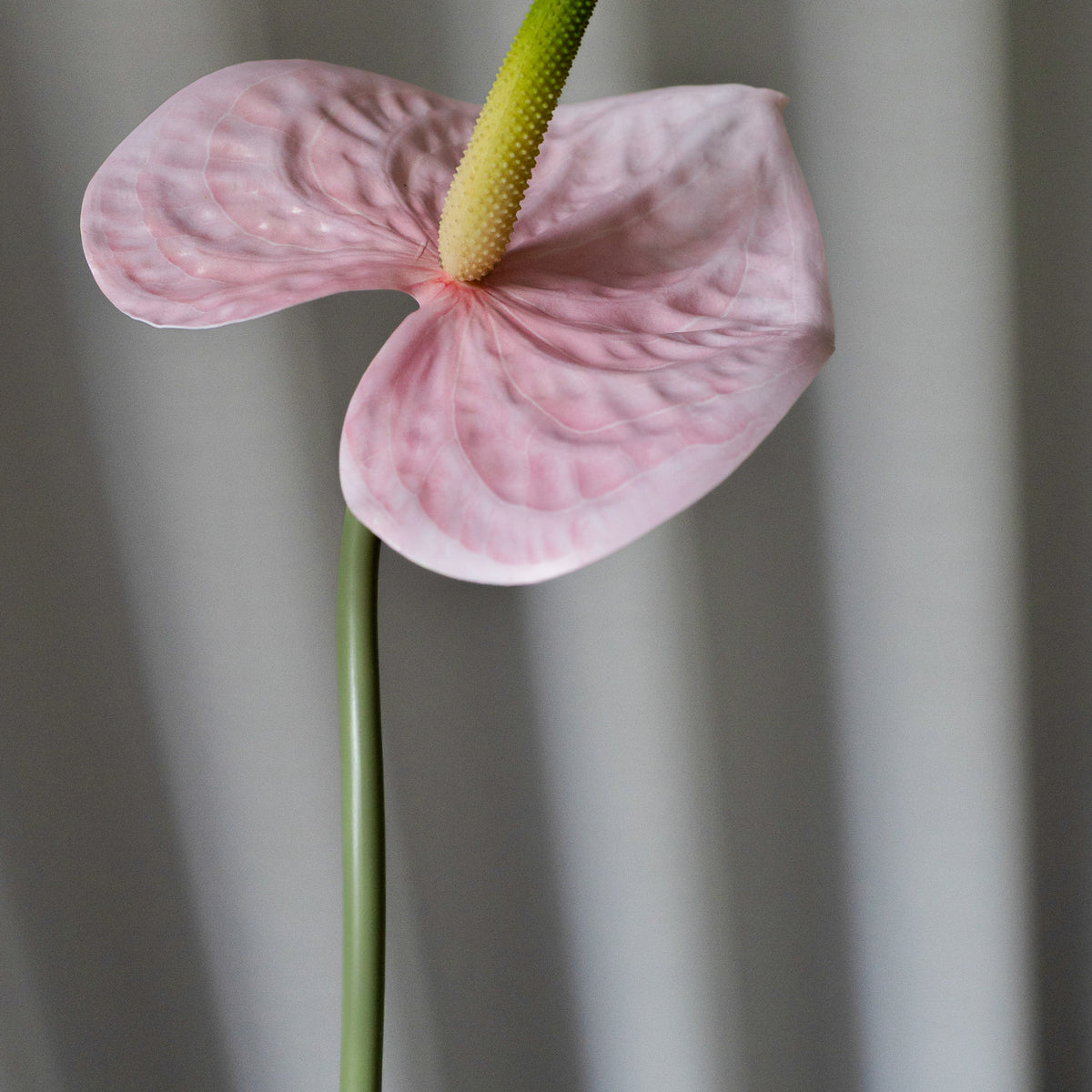 Artificial Lifelike Anthurium